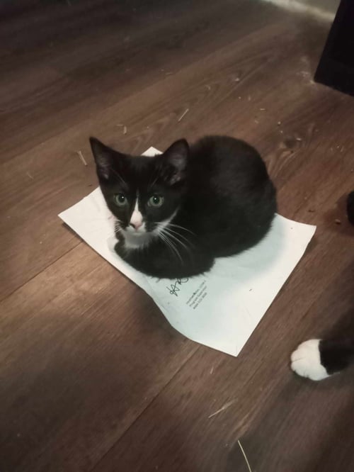 BABY (COURTESY POST) - Domestic Short Hair available for adoption