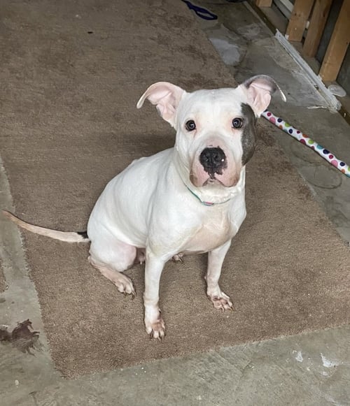 BLANCA (COURTESY POST) - Pit Bull Terrier available for adoption