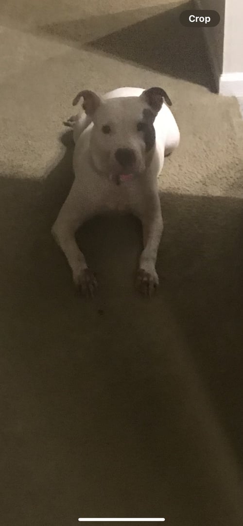 BLANCA (COURTESY POST) - Pit Bull Terrier available for adoption