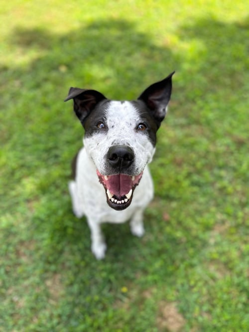 BERTHA (COURTESY POST) - Australian Cattle Dog/Blue Heeler / English Pointer available for adoption