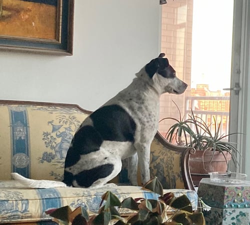 BERTHA (COURTESY POST) - Australian Cattle Dog/Blue Heeler / English Pointer available for adoption