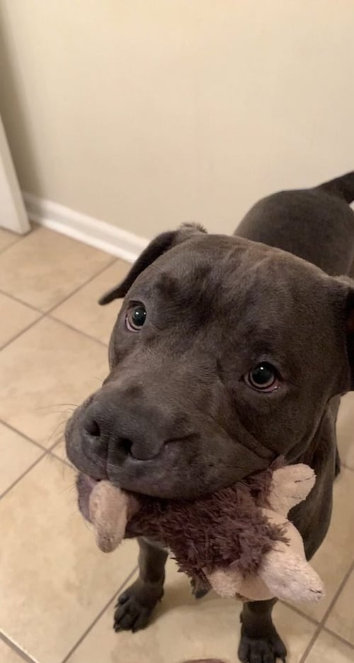 TUCKER (BONDED W/LINCOLN)(BONDED PAIR) - Pit Bull Terrier / Chocolate Labrador Retriever available for adoption