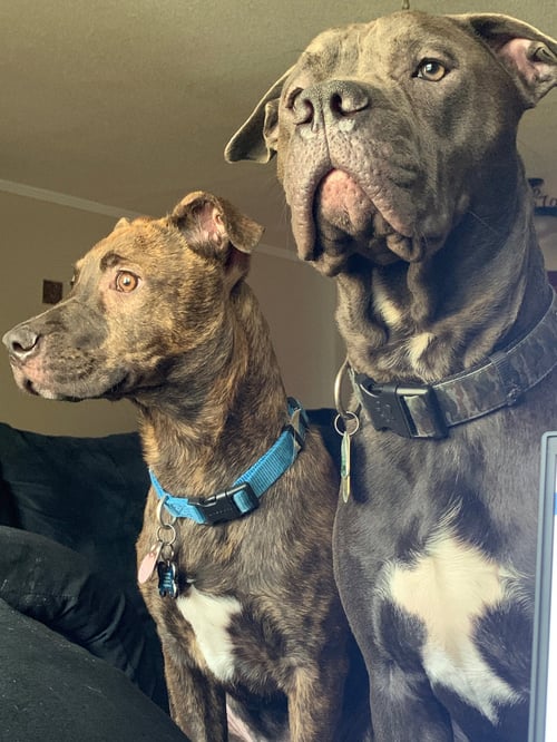 TUCKER (BONDED W/LINCOLN)(BONDED PAIR) - Pit Bull Terrier / Chocolate Labrador Retriever available for adoption