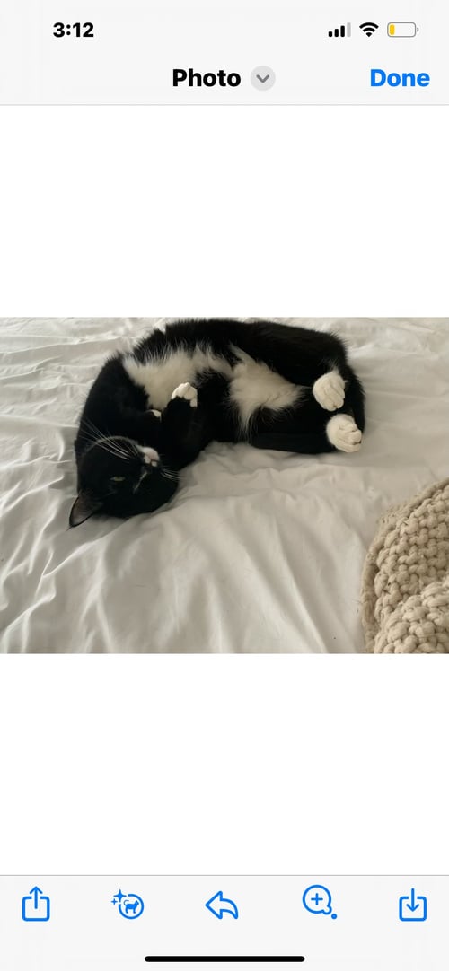 MS. BELLA (COURTESY POST) - Domestic Short Hair available for adoption