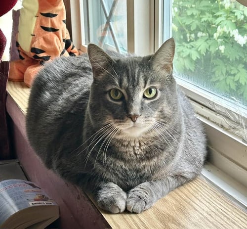 BRADY (BONDED W/YAZ) (COURTESY POST) - Domestic Short Hair available for adoption