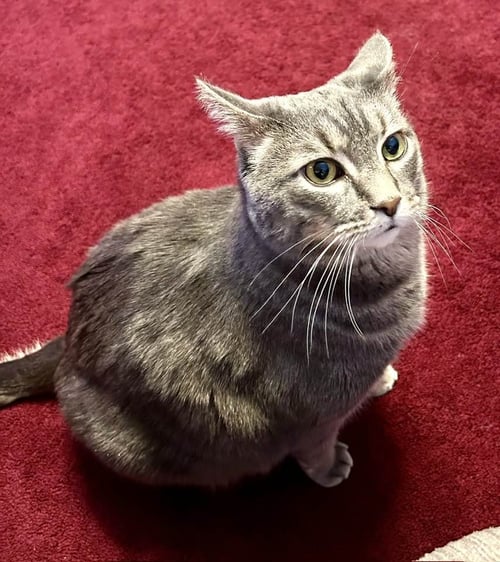 BRADY (BONDED W/YAZ) (COURTESY POST) - Domestic Short Hair available for adoption