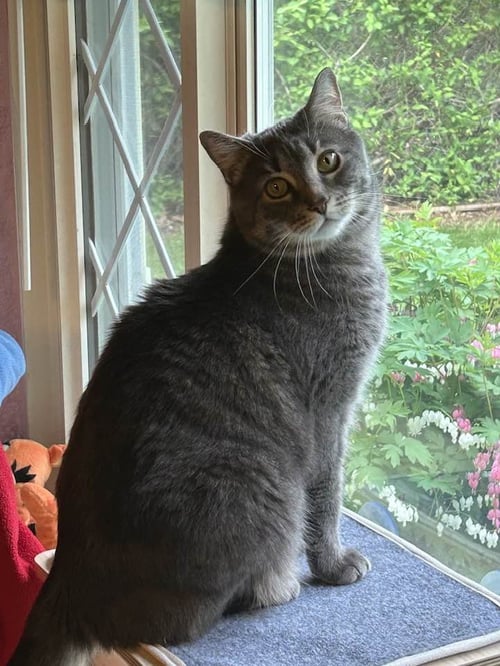 YAZ (BONDED W/BRADY) (COURTESY POST) - Domestic Short Hair available for adoption