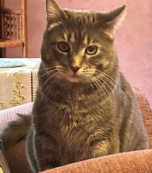 YAZ (BONDED W/BRADY) (COURTESY POST) - Domestic Short Hair available for adoption