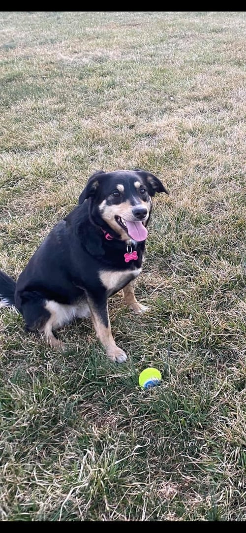 BAILEY (BONDED W/COOPER)(COURTESY POST) - Unknown available for adoption