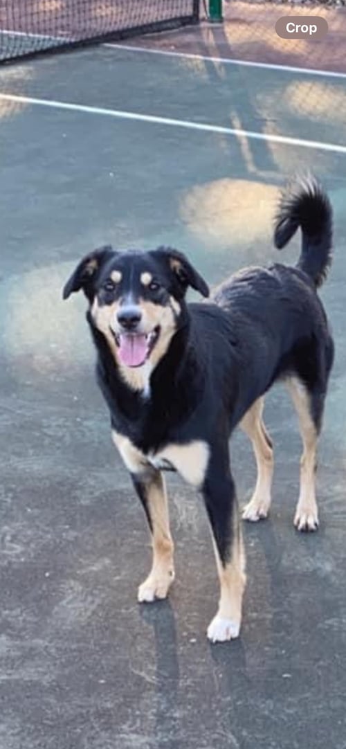 BAILEY (BONDED W/COOPER)(COURTESY POST) - Unknown available for adoption