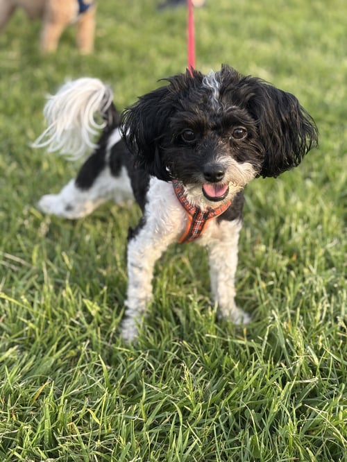 HOLLY (COURTESY POST) - Bichon Frise / Poodle (Miniature) available for adoption
