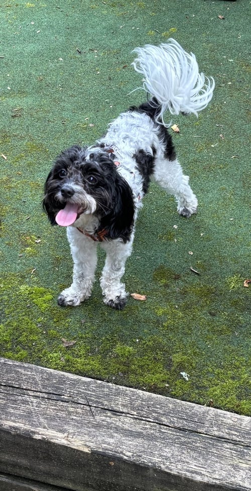 HOLLY (COURTESY POST) - Bichon Frise / Poodle (Miniature) available for adoption