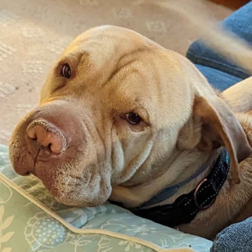 MIRA (COURTESY POST) - Shar Pei available for adoption