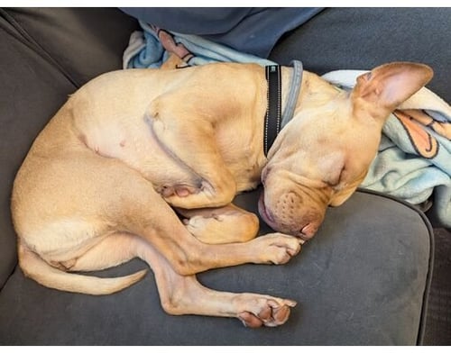 MIRA (COURTESY POST) - Shar Pei available for adoption