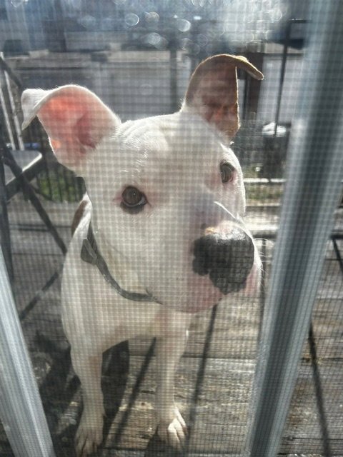 BARON/LEGEND (COURTESY POST) - Unknown available for adoption
