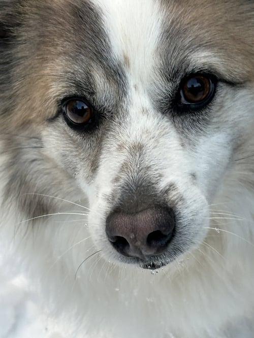 NORA (COURTESY POST) - Corgi available for adoption