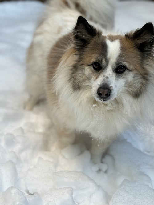 NORA (COURTESY POST) - Corgi available for adoption
