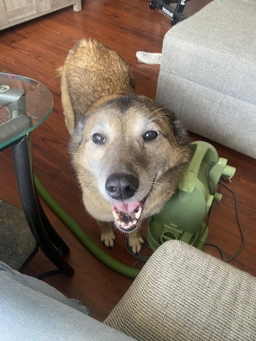 TANK (BONDED W/RUSTY)(COURTESY POST) - Shiba Inu available for adoption