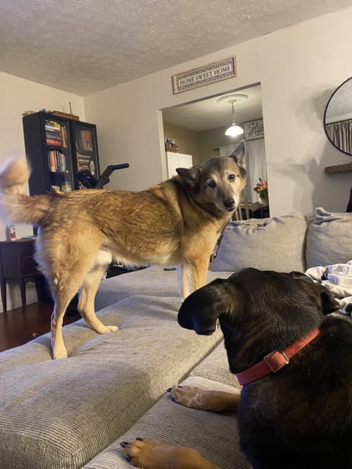 TANK (BONDED W/RUSTY)(COURTESY POST) - Shiba Inu available for adoption