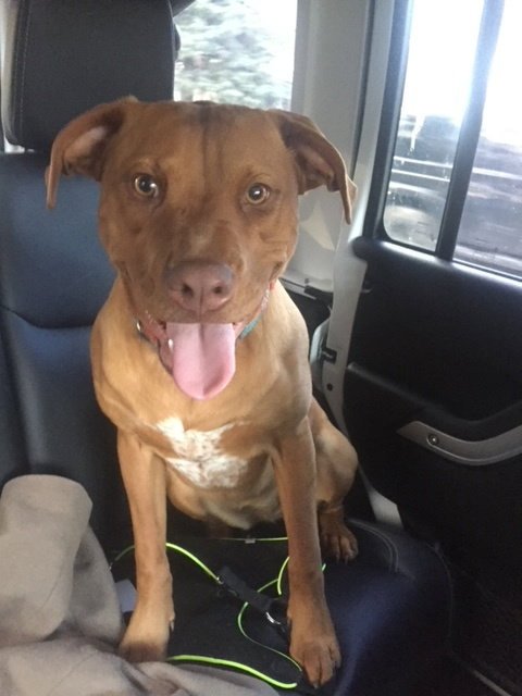 ARYA (COURTESY POST) - Labrador Retriever / Boxer available for adoption