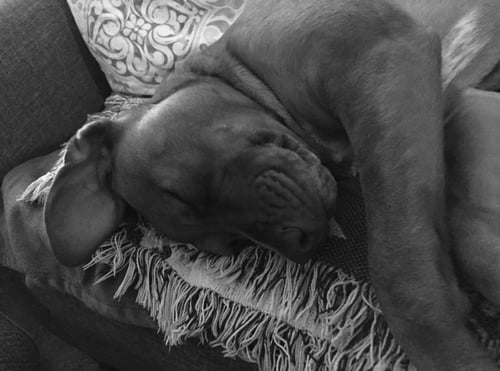 ARYA (COURTESY POST) - Labrador Retriever / Boxer available for adoption
