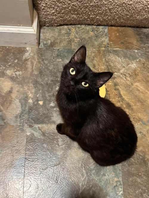 ALLIS CHALMERS - Domestic Short Hair available for adoption