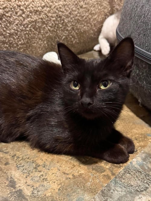ALLIS CHALMERS - Domestic Short Hair for adoption in Minneapolis