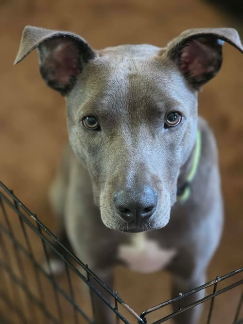 RIP - American Pit Bull Terrier available for adoption