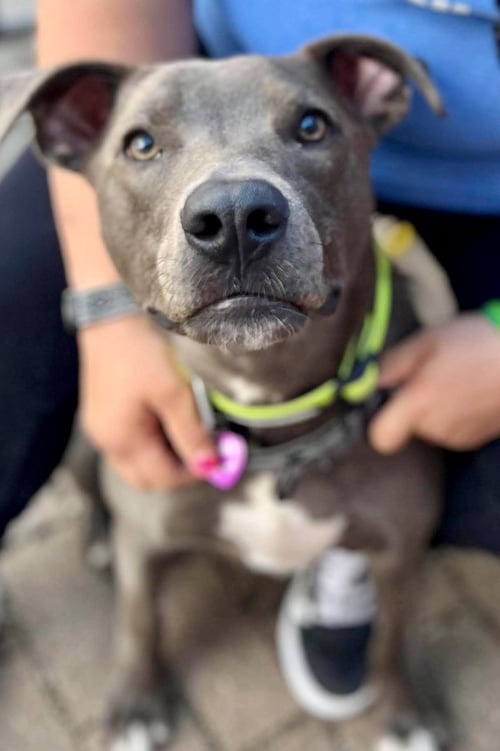 RIP - American Pit Bull Terrier available for adoption