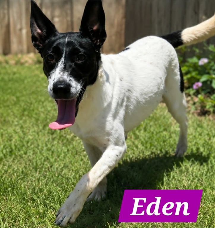 Edena Image