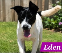 Edena - Photo 2