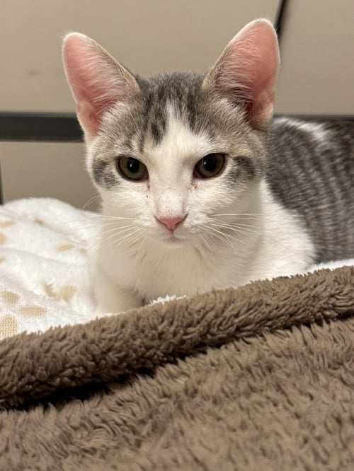 SPROCKET - Domestic Short Hair for adoption in Minneapolis