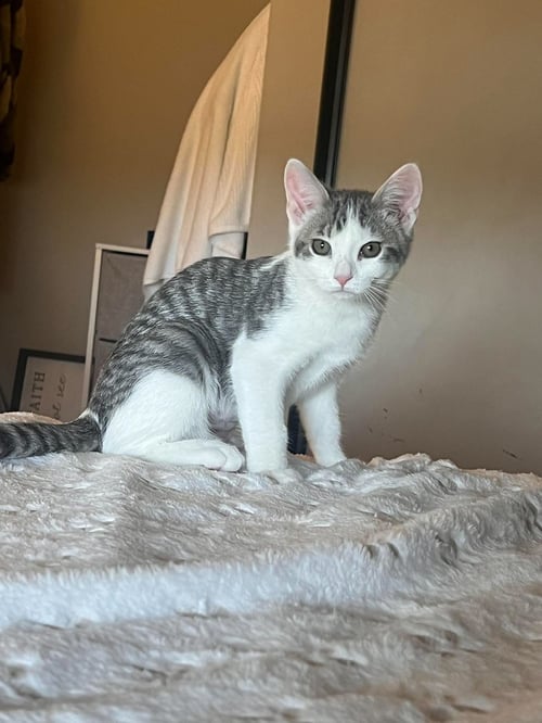 SPROCKET - Domestic Short Hair available for adoption