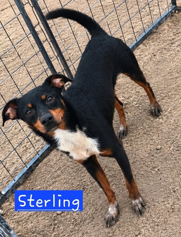 Sterling 2 Image