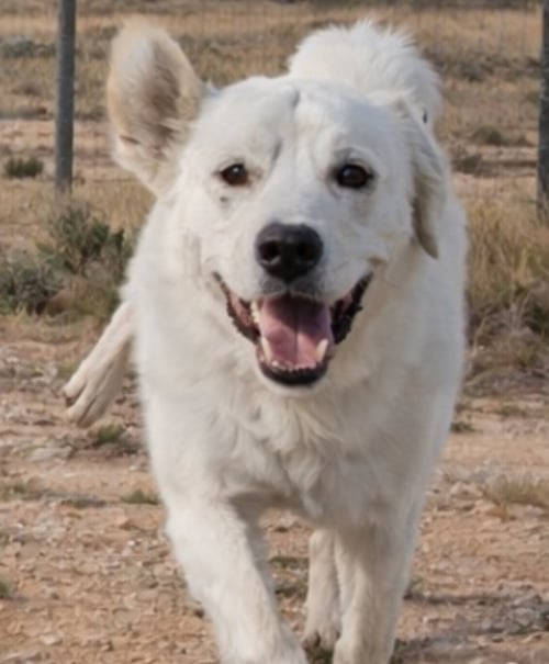 SHEVA - Golden Retriever / Great Pyrenees available for adoption