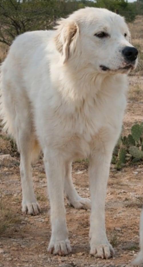 SHEVA - Golden Retriever / Great Pyrenees available for adoption