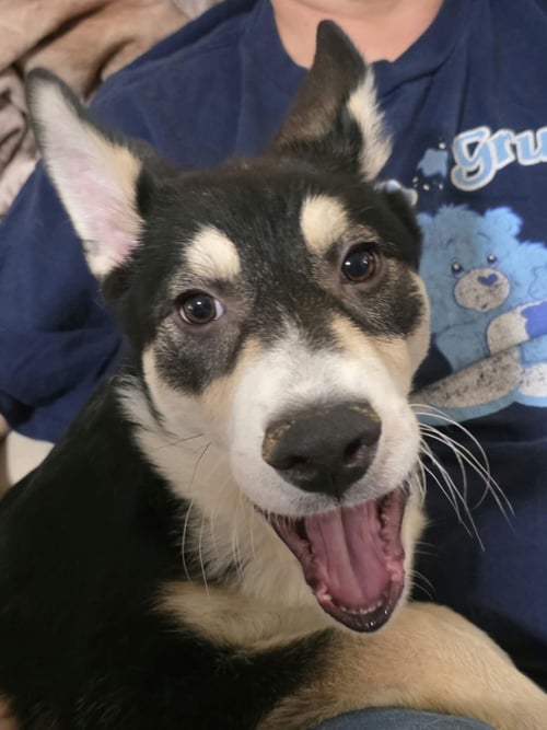 BOLT 2 - Shepherd / Husky available for adoption