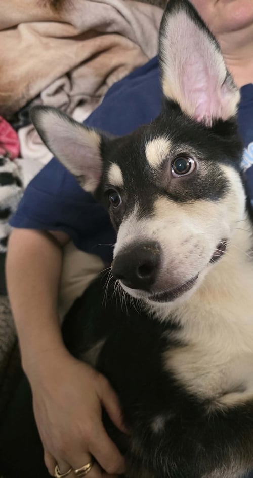 BOLT 2 - Shepherd / Husky available for adoption