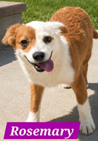 Rosemary Mae - Photo 4