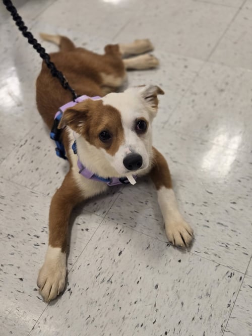 ROSEMARY MAE - Australian Shepherd available for adoption