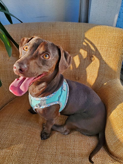 CHOCO