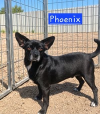 Phoenix 2 - Photo 2