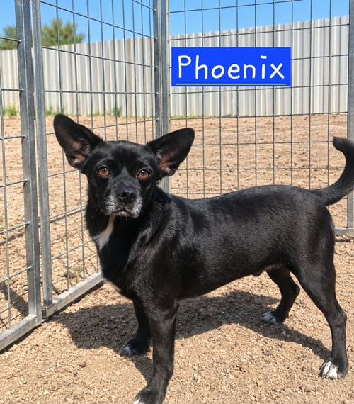 PHOENIX 2 - Chihuahua available for adoption