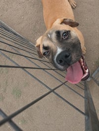 Goofy Goose - Photo 7