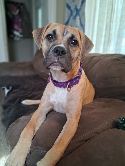 GOOFY GOOSE - Boxer for adoption in Minneapolis