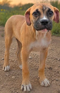 Goofy Goose - Photo 5
