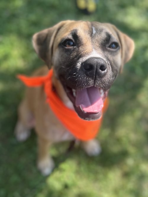 GOOFY GOOSE - Boxer available for adoption