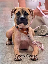 Goofy Goose - Photo 4