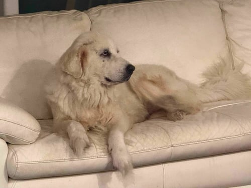 LUCKI - Great Pyrenees available for adoption