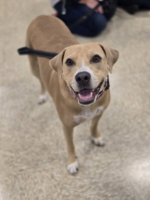 BETH - American Pit Bull Terrier available for adoption